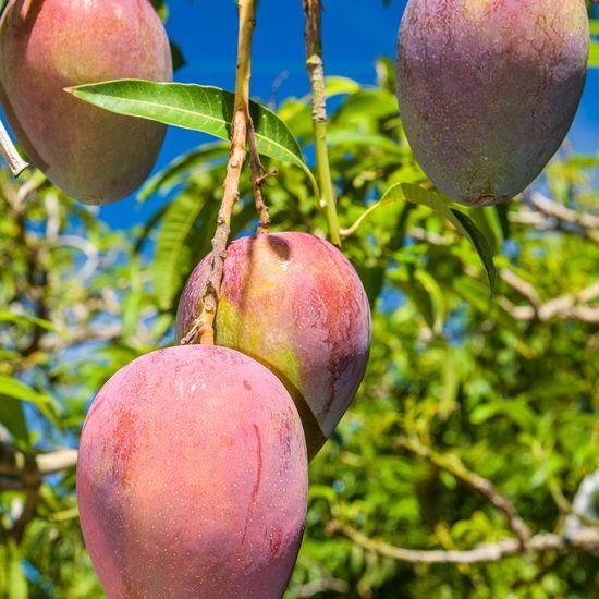 KLORANE Mango Butter Damage Repair Shampoo 400ml