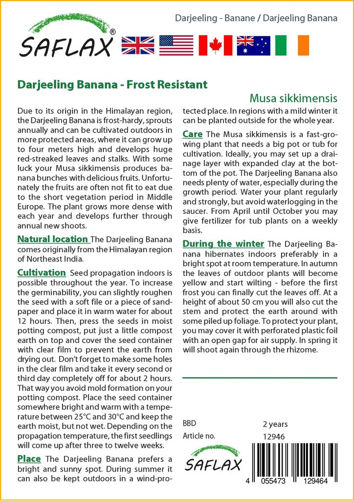 SAFLAX Банан Дарджилинг - 5 семян - Musa sikkimensis