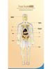 Children's Educational Anatomy Puzzle Toy - Cross-Border Human Skeleton Organ Assembly Model
