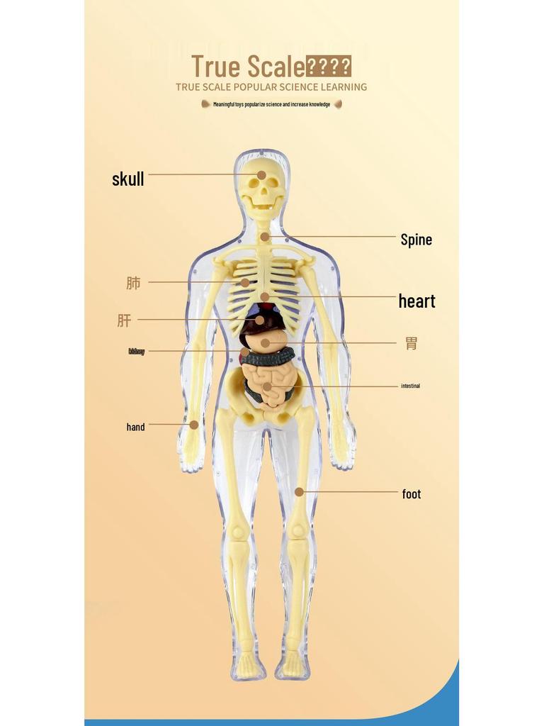 Children's Educational Anatomy Puzzle Toy - Cross-Border Human Skeleton Organ Assembly Model