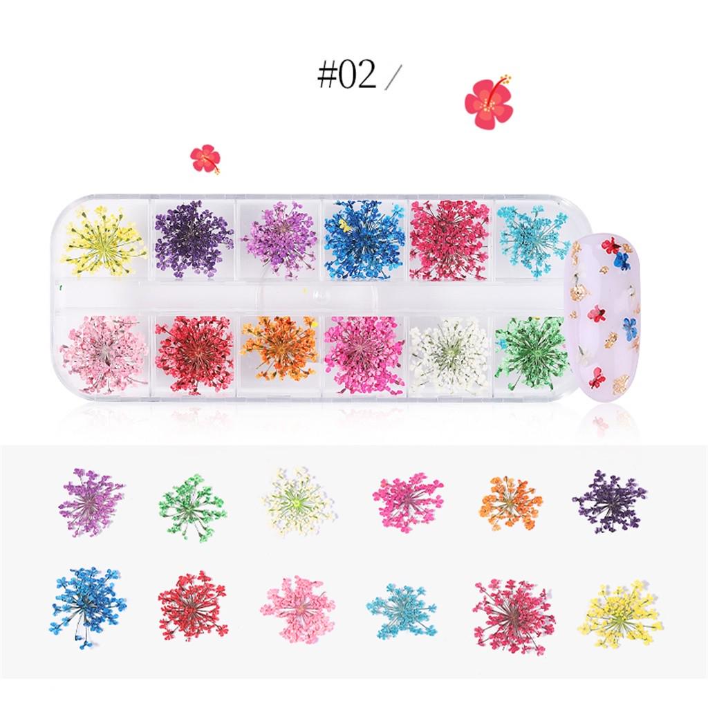 Ногти Ногти Сухой Цветок Звезда Подсолнух Нарцисс Пять Лепестков Маленький Сухой Цветок