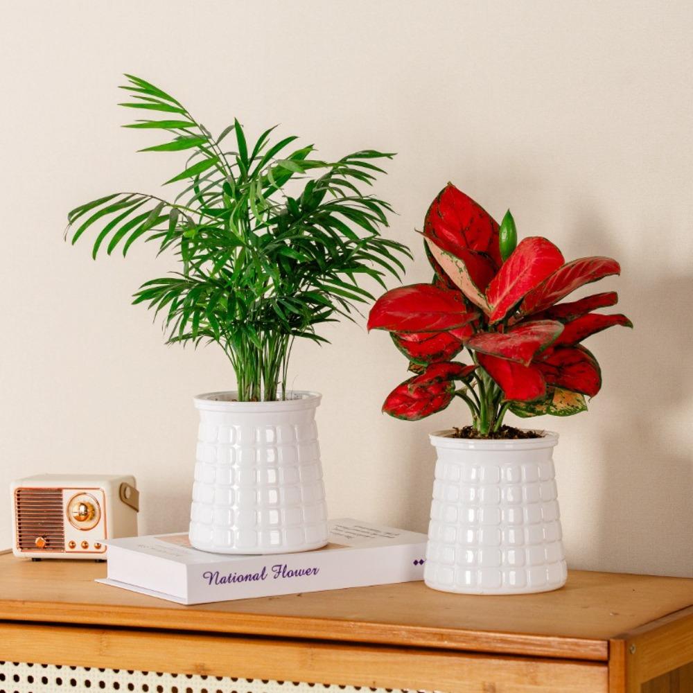 Self Watering Hydroponic Plants Pot Plastic Office Bonsai Decor