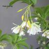 ZURLILONE Faux Water Banyan Potted Tree