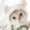 Cute Cosplay Costume Pet Accessories Cat Hat Headgear Short Plush Bear Puppy Cap