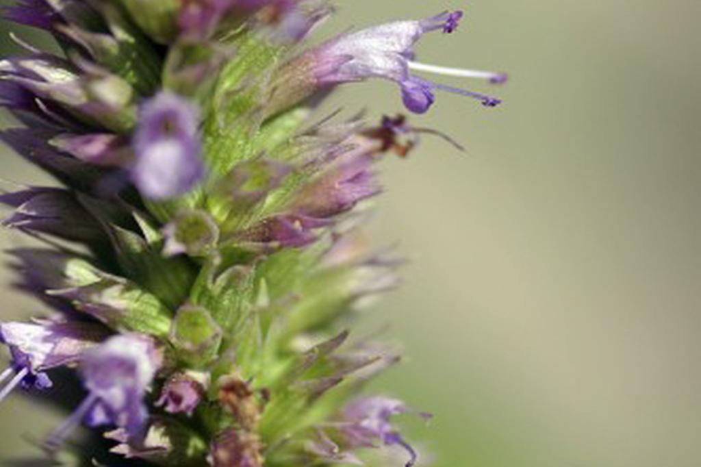 SAFLAX Garden in the Bag - Мята корейская - 1200 семян - С субстратом в подходящем пакете-стойке - Agastache Rugosa