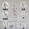 Семитонная модель скелета всего тела, 45 см скелет, модель человеческого тела, скелетный образец, скелет, шарнирный, модель человека, череп