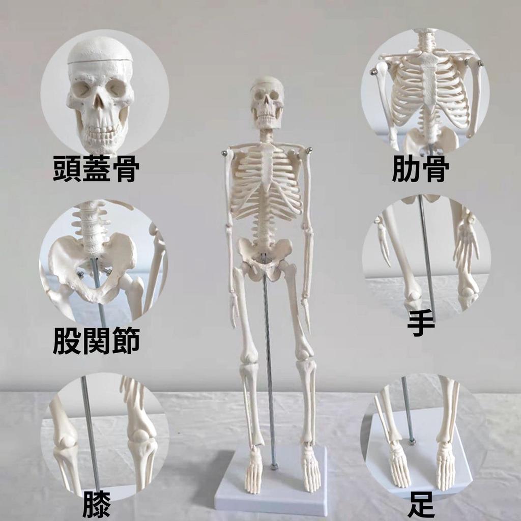 Семитонная модель скелета всего тела, 45 см скелет, модель человеческого тела, скелетный образец, скелет, шарнирный, модель человека, череп