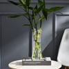 Floor-standing Aquatic Plant Container Plastic Hydroponic Flower Pot Creative   Living Room
