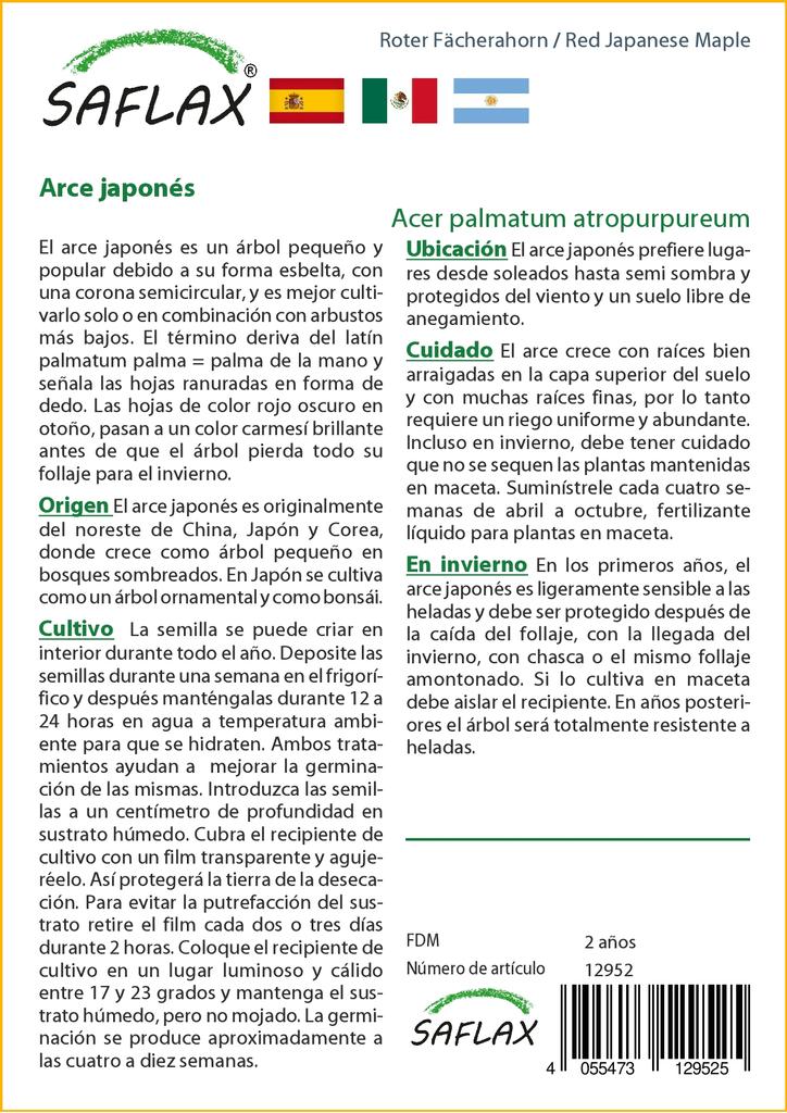 SAFLAX Клен японский красный - 20 семян - Acer palmatum