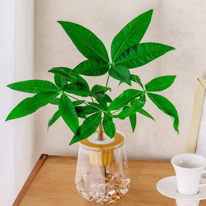 Мини-горшок для цветов с самополивом, аквариум, прозрачные пластиковые горшки для растений, самополивной горшок для растений, ваза для украшения дома