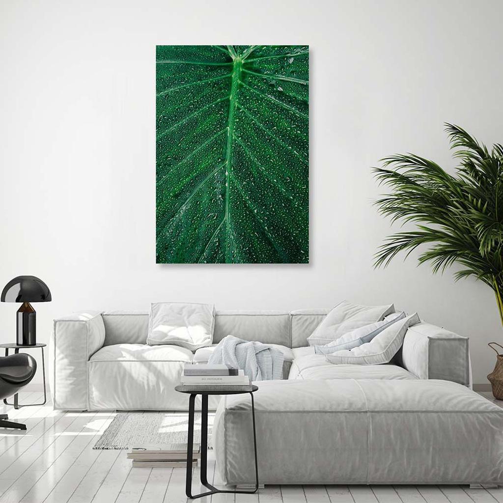 Canvas print, Water drops on a large leaf