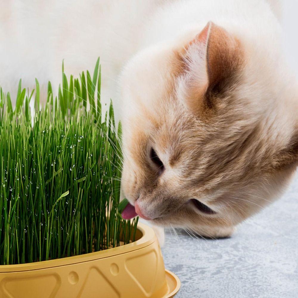 Seed Sprouting Trays Planting Hydroponics Boxes Soilless Hydroponic Cat Grass Case Pet Supplies