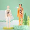 Human Organs Model Structure Skeleton 3D Skeleton Viscera Removable Assembled Medical Anatomy Three-dimensional