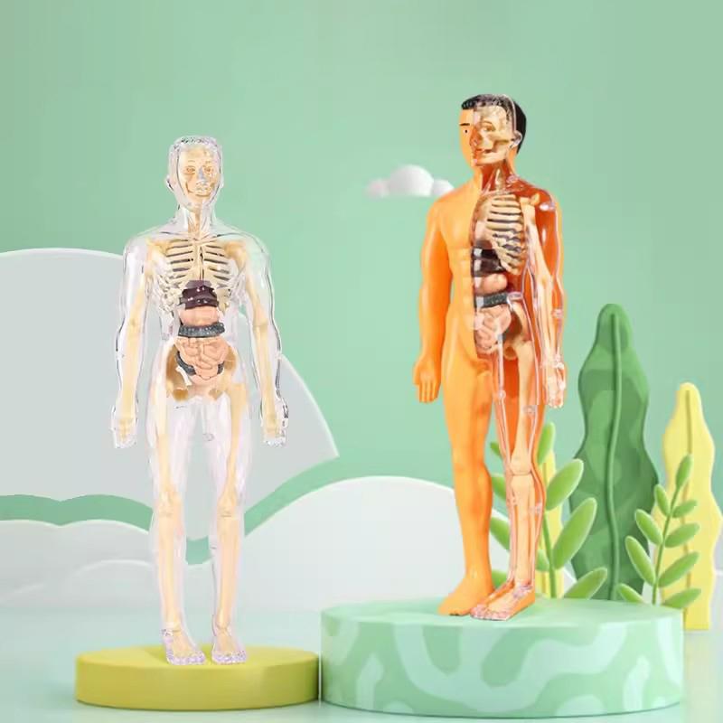 Human Organs Model Structure Skeleton 3D Skeleton Viscera Removable Assembled Medical Anatomy Three-dimensional