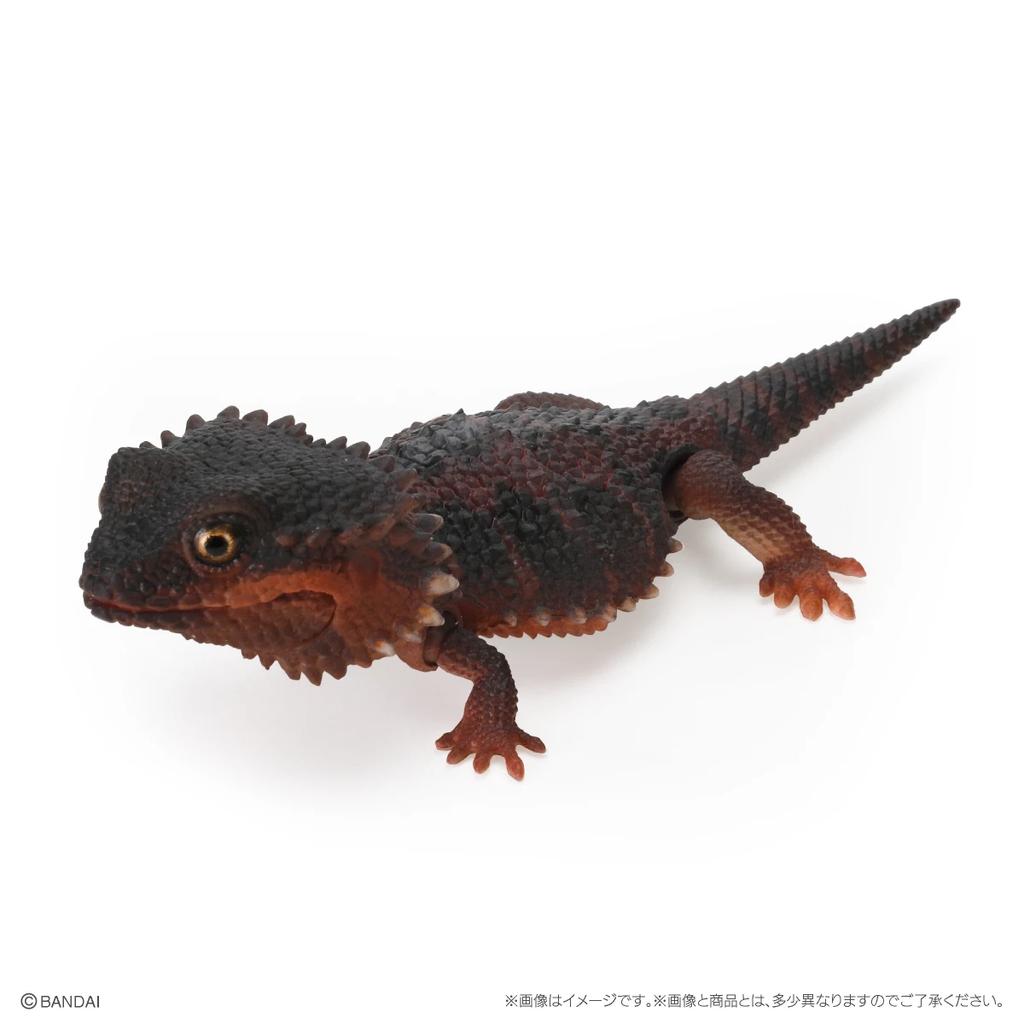 Genuine Popularity Gacha Biological Encyclopedia Japanese Gecko Bearded Lizard Action Figure Model Toys