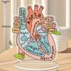Anatomically Heart Model Sign Anatomically Model 2D Teaching Anatomy Acrylic, Four Seasons Decoration, Novelty Home Decor, Perfect Durable for Bedroom
