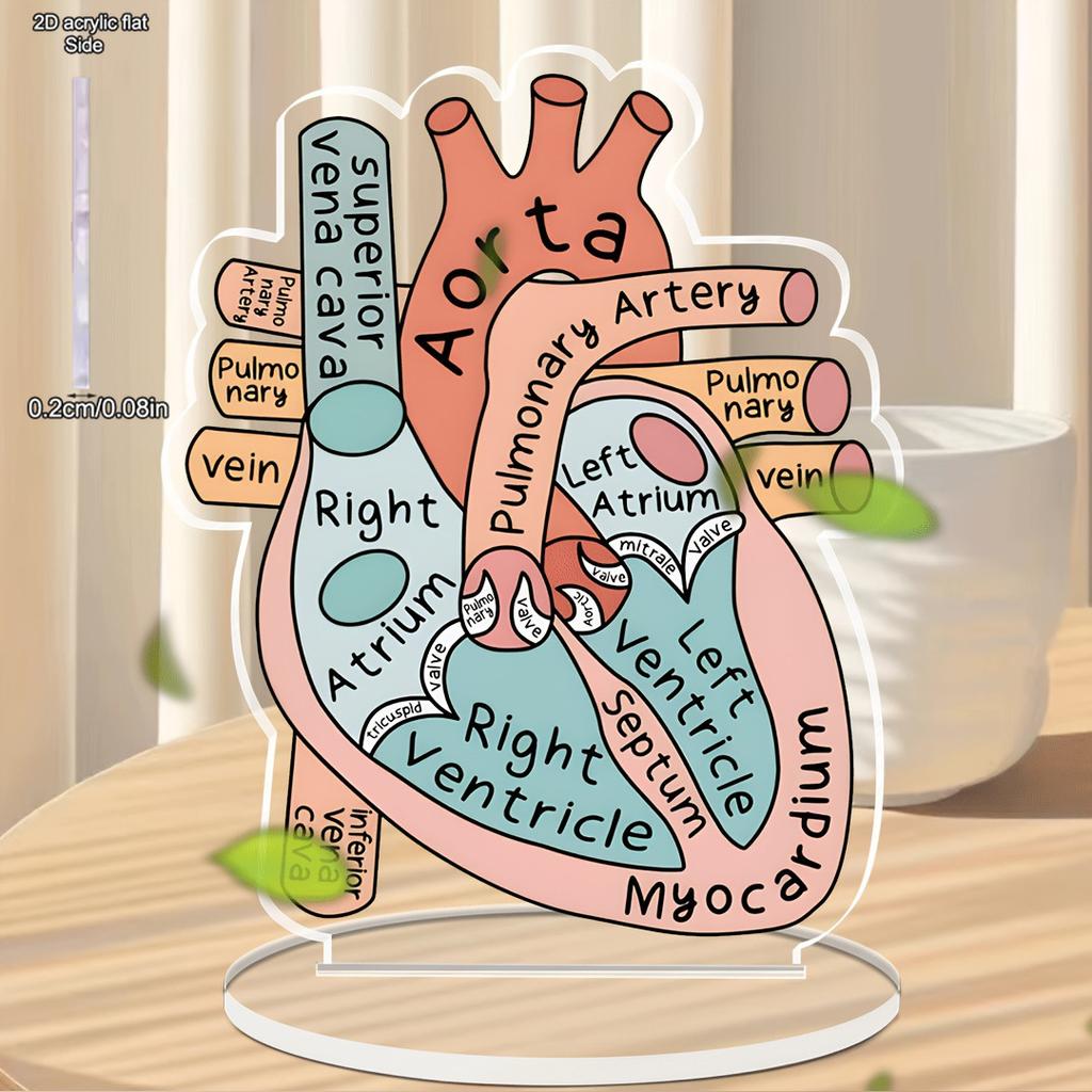 Anatomically Heart Model Sign Anatomically Model 2D Teaching Anatomy Acrylic, Four Seasons Decoration, Novelty Home Decor, Perfect Durable for Bedroom