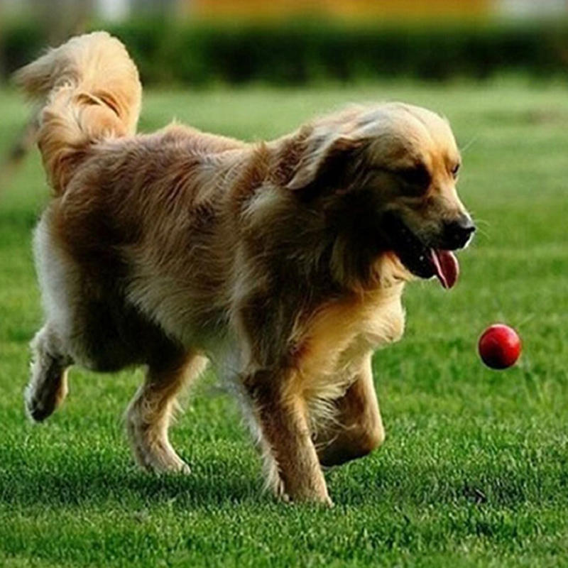 1 шт. портативная игрушка для дрессировки домашних животных, кошек и собак, жевательная игра, игрушка для укуса, общий неразрушимый твердый резиновый мяч