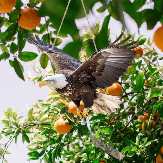 Подвесная Поддельная Сова 2D Плоский Чучело Совы со Светоотражающей Лентой Украшение Орла с Колокольчиком для Отпугивания Голубей