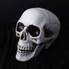 Scary Sculpture Horror Skelet Skull Model Halloween Skull Bone Bone Skeleton Skull Head Photo Prop