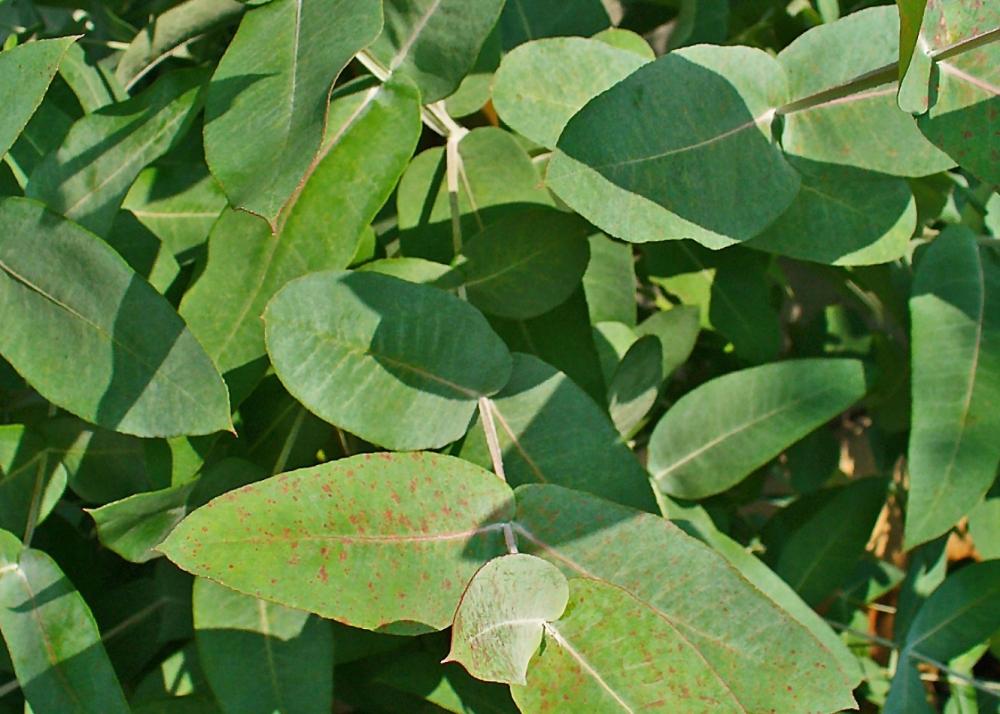 SAFLAX Тасманская голубая резинка - 100 семян - Eucalyptus globulus