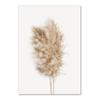 Nature Scenery Wall Art Poster and Prints Beige Bunny Tail Grass Reed Flower Leaf Canvas Painting Pictures for Living Room Decor