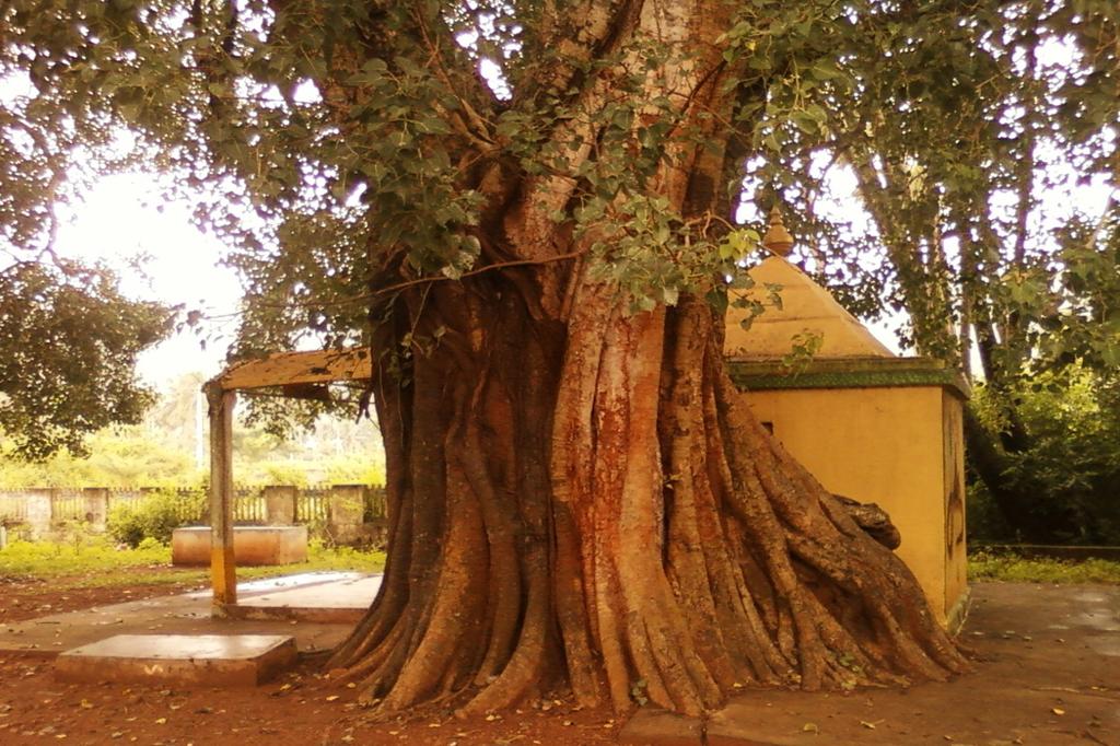 SAFLAX Peepul Tree / Sacred Fig - 100 семян - Ficus religiosa