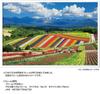 Yanoman [Made in Japan] 1000-Piece Jigsaw Puzzle: Japanese Landscape: Four Seasons Hills and the Tokachi Mountain Range (Hokkaido) (50x75cm) 10-1422.