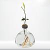 Avocado Seed Sprout Starter Vase Hydroponic Clear Plant Terrarium for Garden