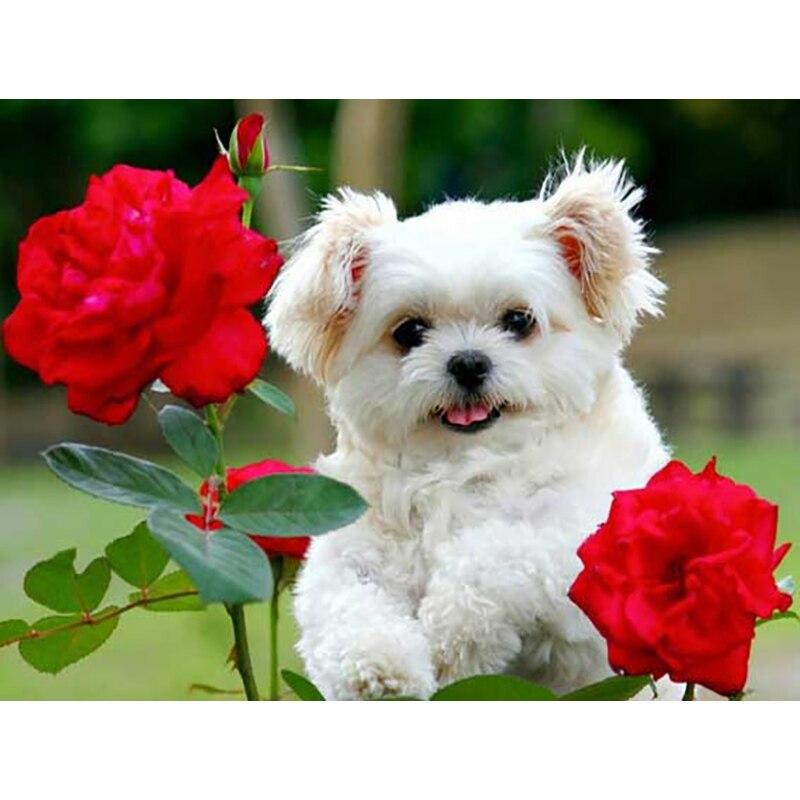 Новый 5D DIY алмазная живопись собака Алмазная вышивка животное вышивка крестиком полная квадратная круглая дрель ремесла домашний декор ручной художественный подарок