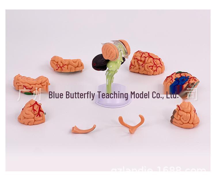 4DMaster Модель анатомии человека Структура мозга