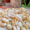 Природные спиральные ракушки каури, россыпью, 14~20 мм, для DIY сережек, бижутерии, украшений для волос, свадебных сувениров, поделок из бутылок