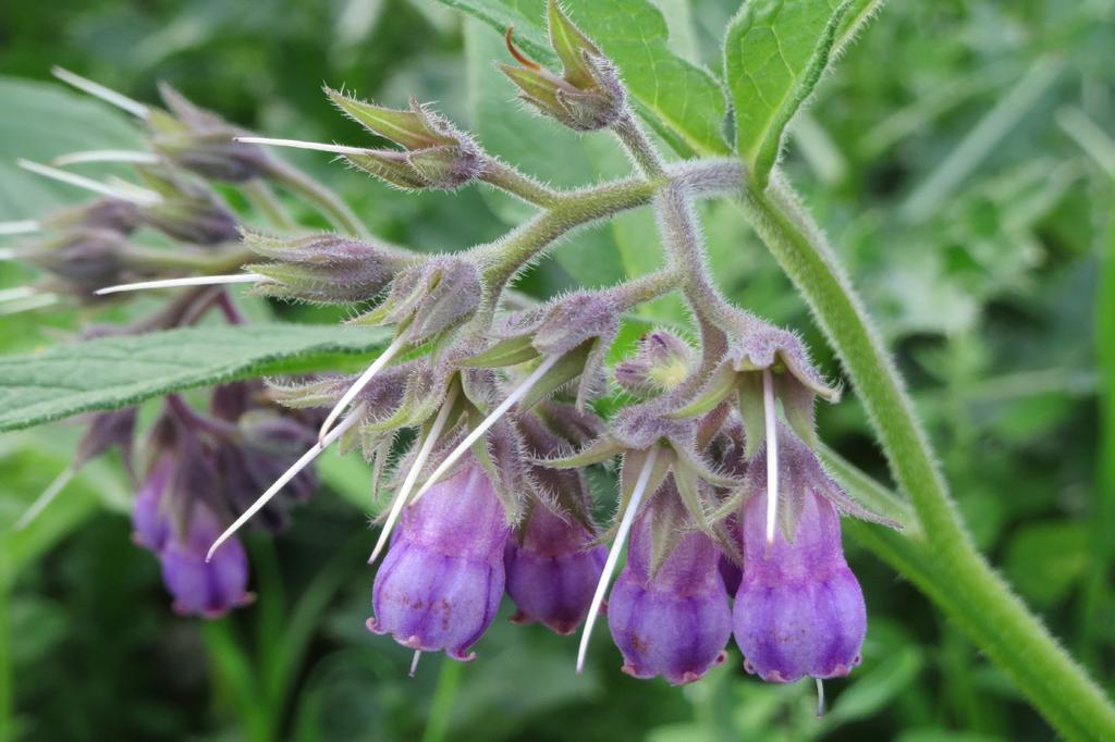 SAFLAX Garden in the Bag - Окопник - 15 семян - С субстратом в подходящем стоячем пакете - Symphytum officinale