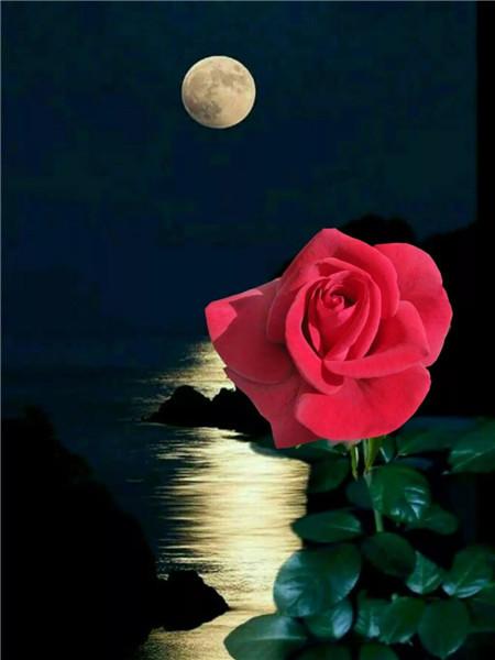 5D DIY Алмазная картина Новый цветок Роза Стразы Алмазная вышивка Распродажа Пейзаж Приморская мозаика Домашний декор