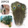 20Pcs/Pack Real Peacock Feather Long Tail 10-12in For HandCraft Jewelry DIY