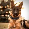 Sturdy Tactical Anti-Escape Dog Collar & Leash for Medium/Large Breeds - Malinois, Golden Retriever, German Shepherd, Hunting Dogs.