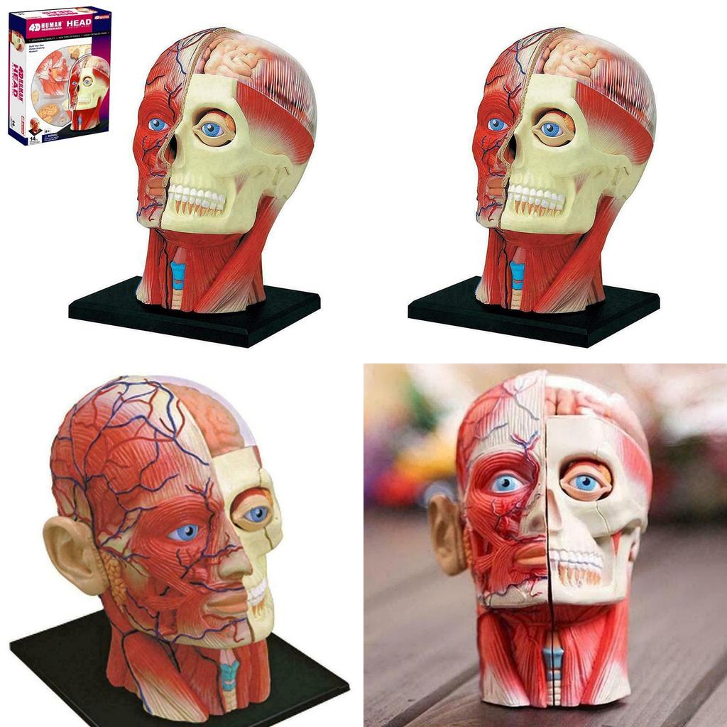 Высококачественная модель человеческого черепа с мозгом для точного медицинского и школьного образования