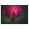 Canvas print, Bud and dew