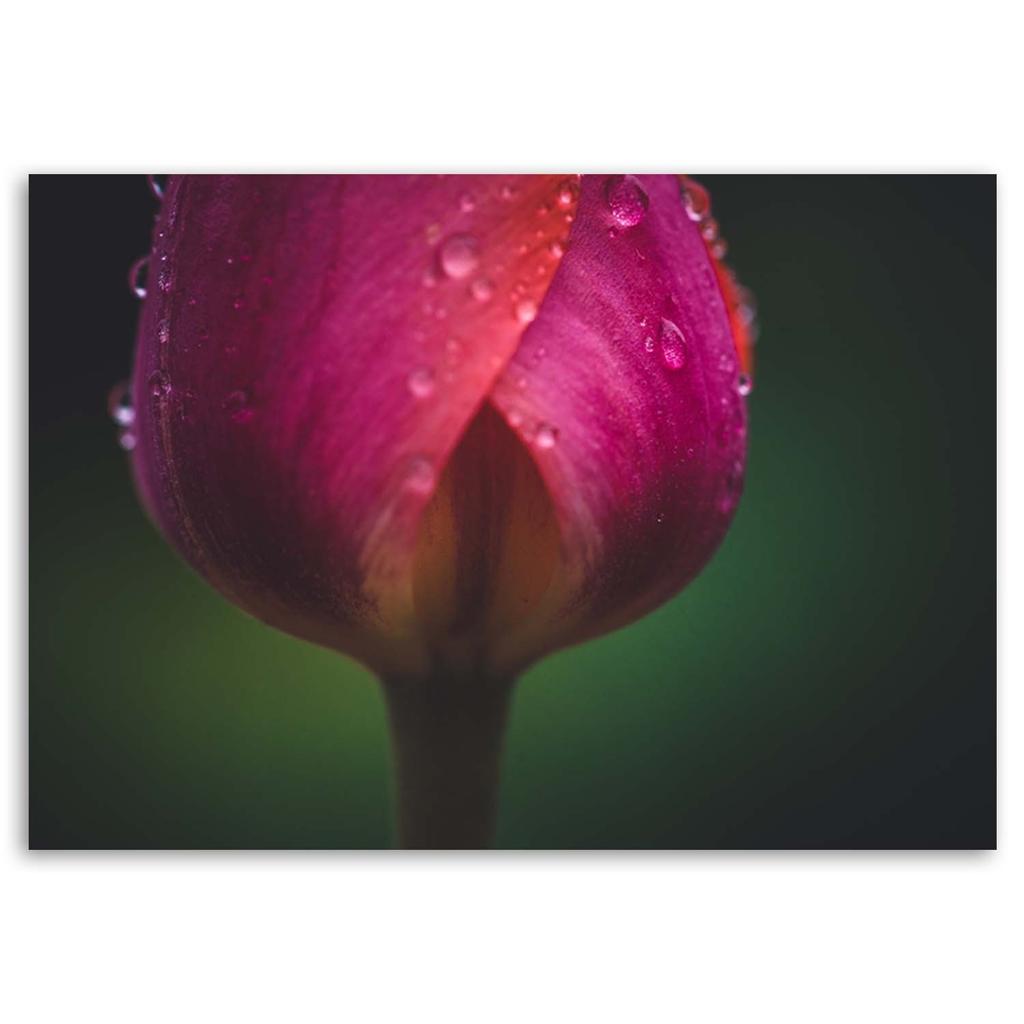 Canvas print, Bud and dew