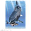 Takara Tomy Ania AL-11 Megalodon (Floating Version) Animal Dinosaur Toy