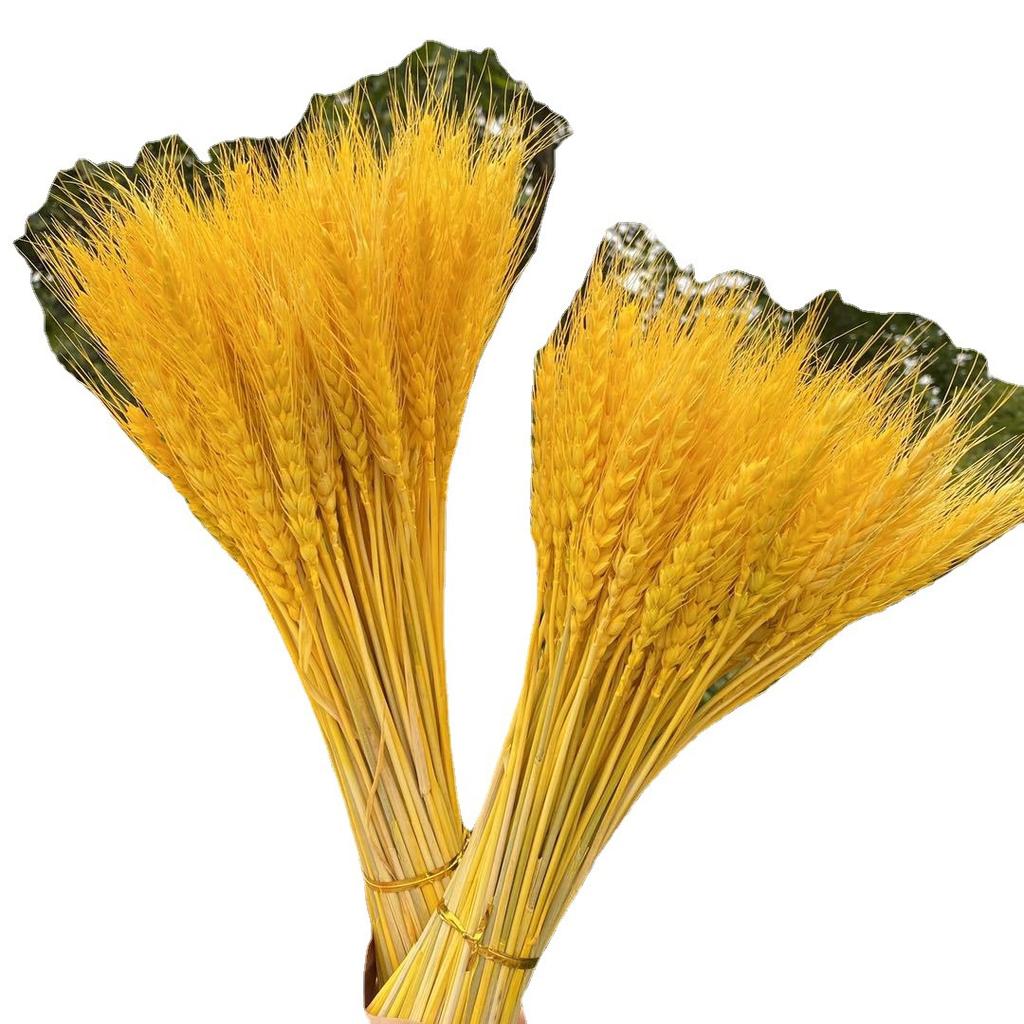 Wheat Ears Dried Flowers Bouquet Opening Barley Pastoral Decoration Gift Box Props Wheat Handicraft Layout Simulation