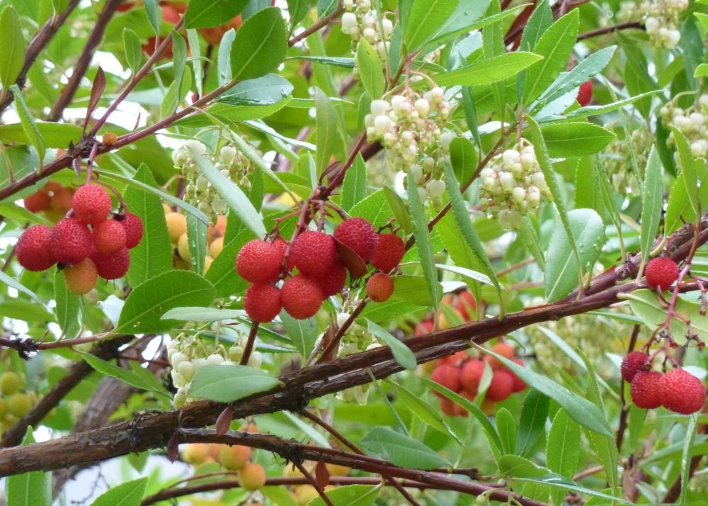 SAFLAX Земляничное дерево - 50 семян - Arbutus unedo