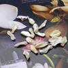 10Pcs/20Pcs Shell Pendant Natural The Mother Of Pearl Irregular Pendant For Jewelry Making DIY Necklace Bracelet Earrings Accessory
