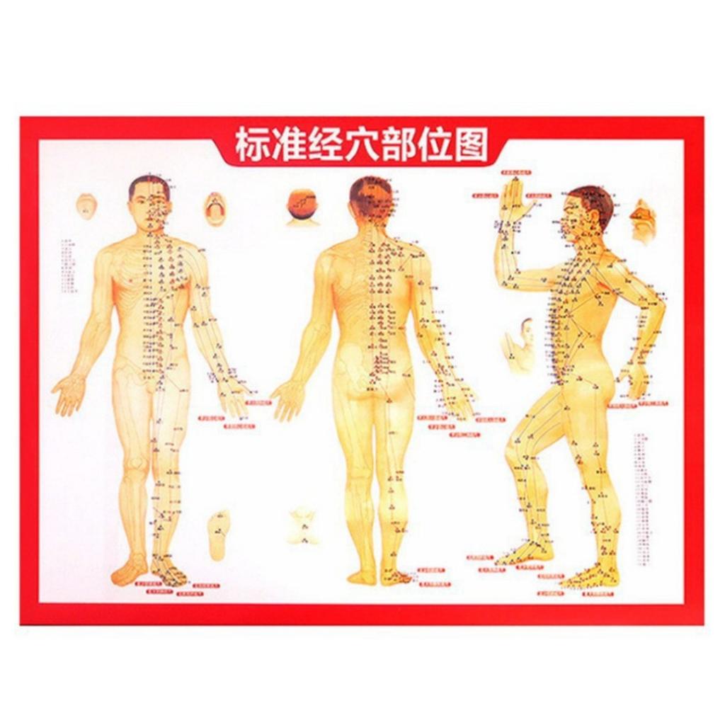 Acupuncture Training Practice Model Kit - Acupuncture Point Location Training Needle Package for Chinese Medicine Students with