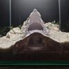 Аквариумная пещера с дизайном дракона, 3D-печатный туннель-укрытие для рыб под гравием, с смотровыми отверстиями для креветок-петушков, плеко, коридорасов