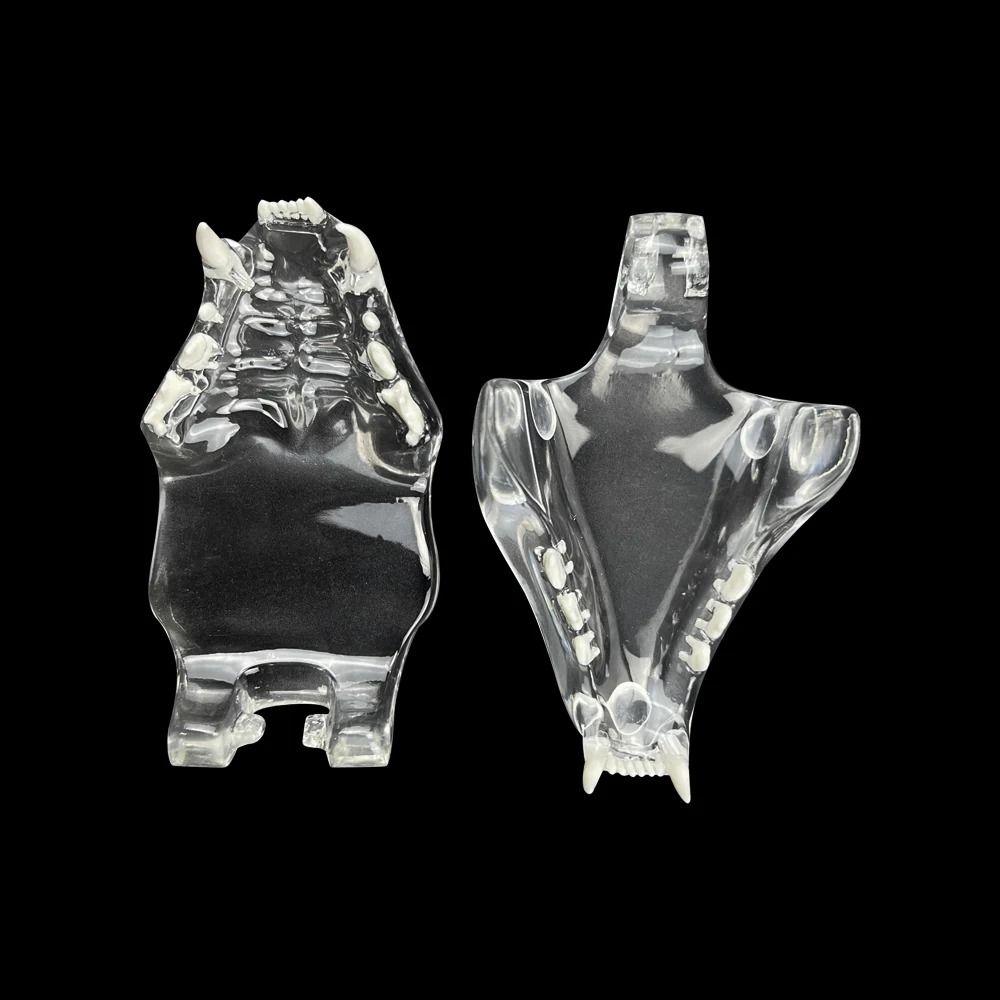 Educational Dog Tooth Model Dog Cat Rabbit Cat Clear Typodont Dental Teaching Canine Clinic
