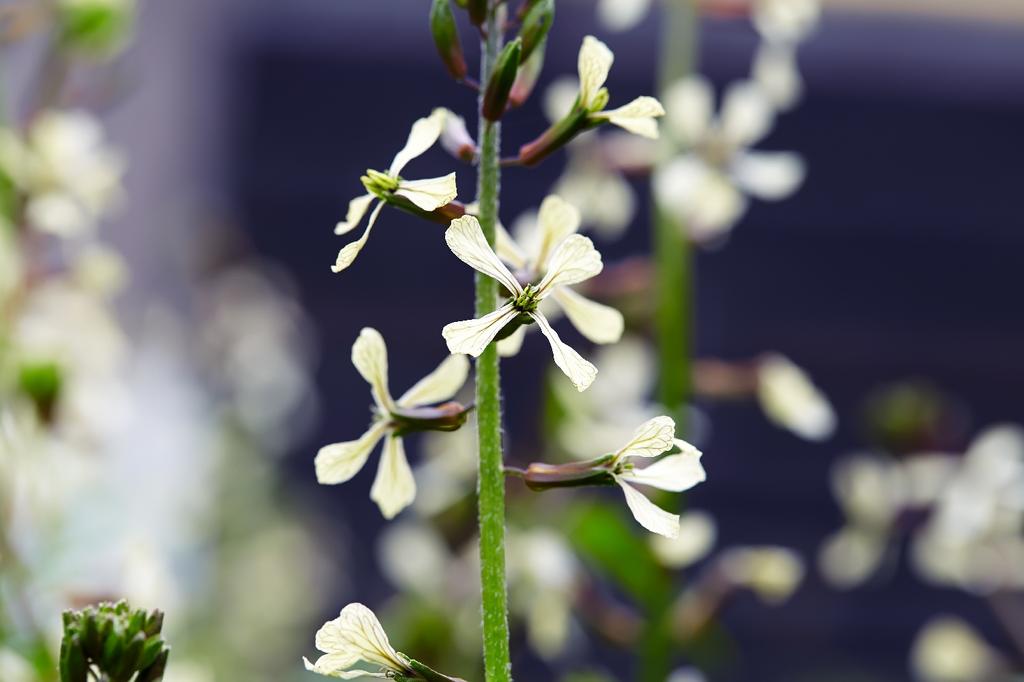 SAFLAX Garden in the Bag - Органический - Wild Rocket - 1500 семян - С субстратом в подходящем мешке - Diplotaxis tenuifolia