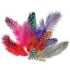 200 Colorful Guinea Fowl Feathers