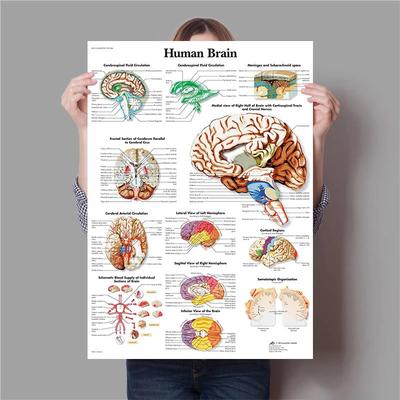 Наука Настенное искусство Мышечная система Диаграмма анатомии человека Медицинские учебные материалы HD Масло на холсте Постеры и принты Домашний декор