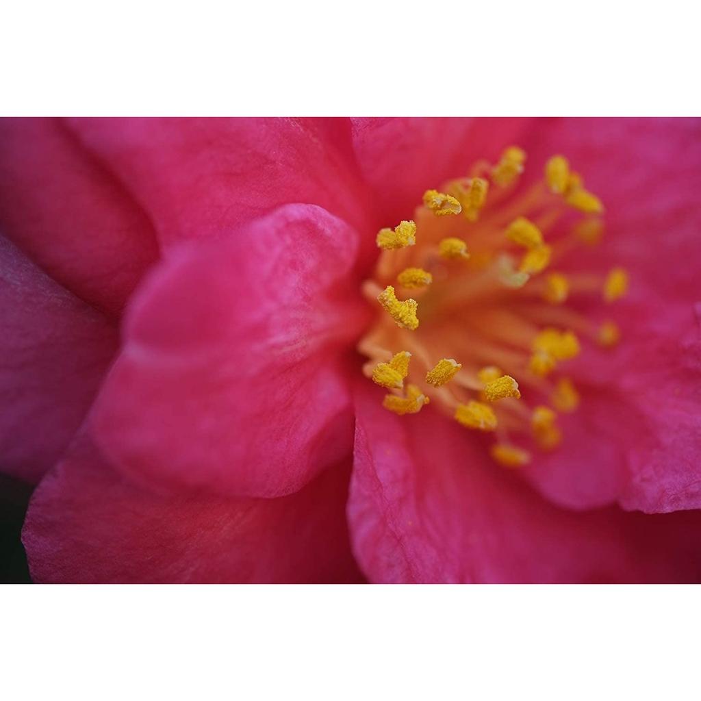 FUJIFILM FUJINON XF60mm F2.4 R Макрообъектив - Средне-телеобъектив с фиксированным фокусным расстоянием для резкой макросъемки